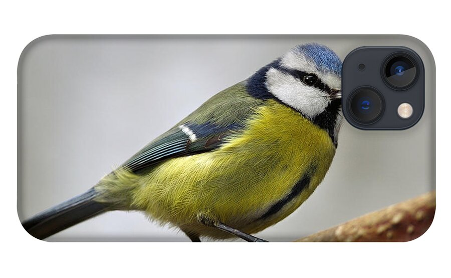 Blue Tit iPhone 13 Case featuring the photograph   Blue Tit #1 by Gavin Macrae