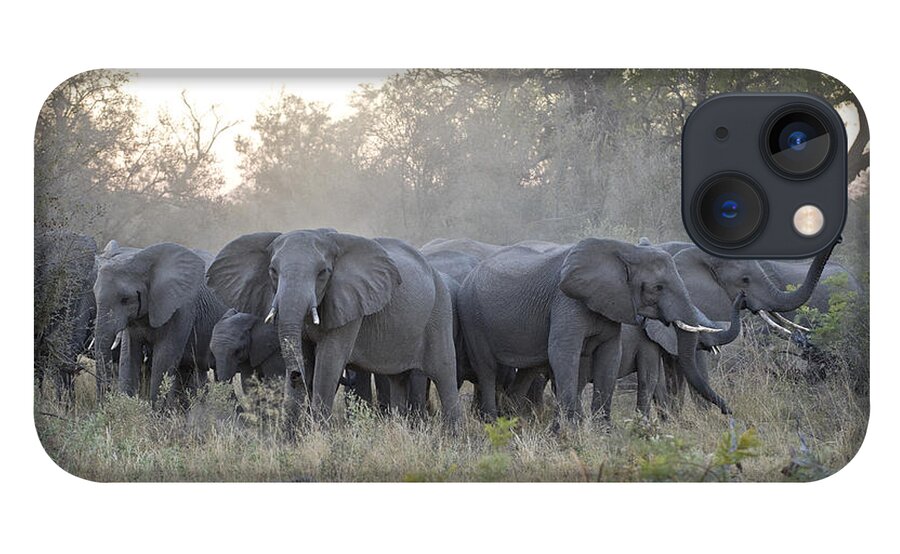 Mp iPhone 13 Case featuring the photograph African Elephant Loxodonta Africana #1 by Suzi Eszterhas