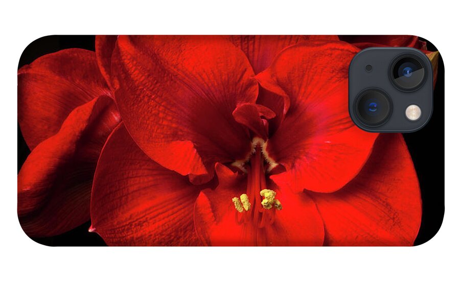 Flower iPhone 13 Case featuring the photograph Amaryllis 'Merry Christmas #1 by Ann Jacobson