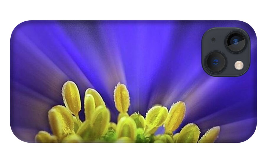Beautiful iPhone 13 Case featuring the photograph blue Shades - An Anemone Blanda by John Edwards