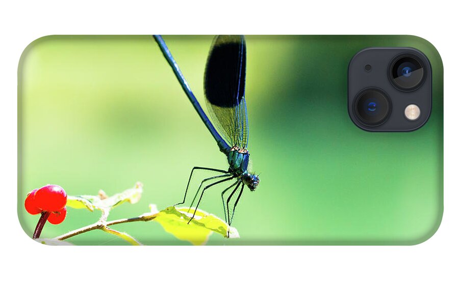 Countryside iPhone 13 Case featuring the photograph Broad-winged Damselfly, Dragonfly by Amanda Mohler
