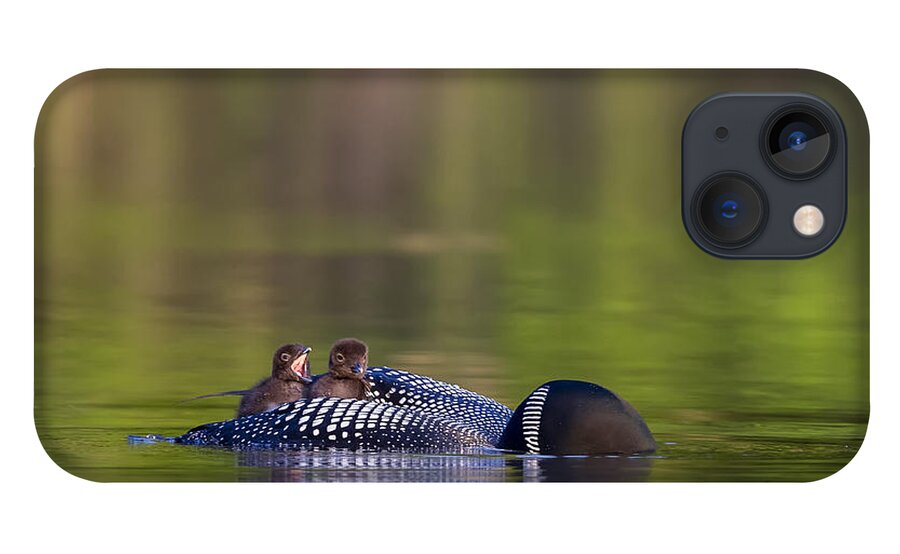 Common Loon iPhone 13 Case featuring the photograph Loon Chick Yawn #2 by John Vose