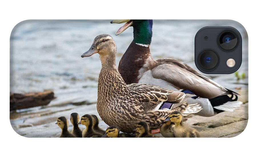 Mallard iPhone 13 Case featuring the photograph Mallard Duck Family by Holden The Moment