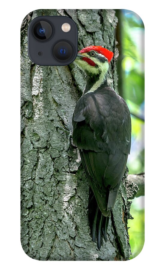 Cheryl Baxter Photography iPhone 13 Case featuring the photograph Mr. Pileated Woodpecker #1 by Cheryl Baxter
