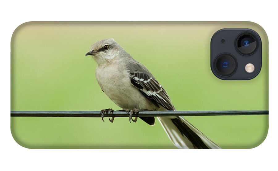 Bird iPhone 13 Case featuring the photograph Northern Mockingbird by Holden The Moment