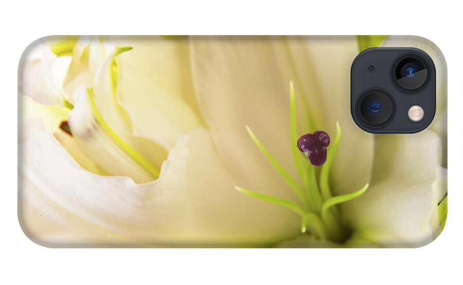 Alive iPhone 13 Case featuring the photograph Oriental Lily Flower #1 by Raul Rodriguez