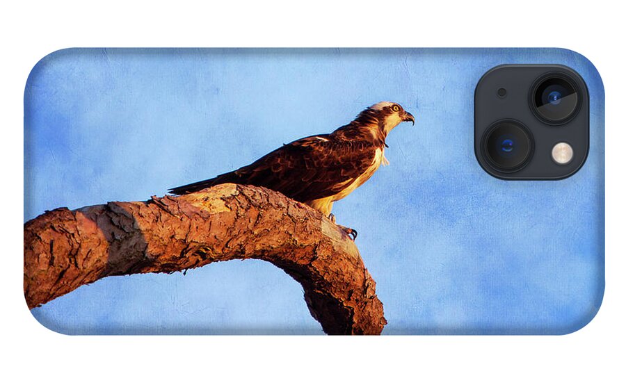Bird iPhone 13 Case featuring the photograph Osprey in Tree #1 by Amy Jackson