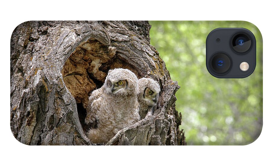 Owls iPhone 13 Case featuring the photograph Owlets #1 by Ronnie And Frances Howard