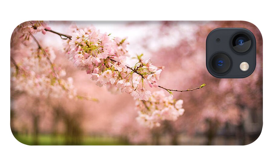 Cherry Blossoms iPhone 13 Case featuring the photograph Past present and future #1 by Kunal Mehra