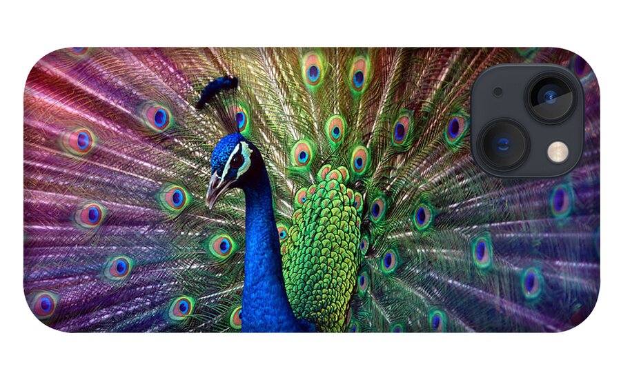 Beauty iPhone 13 Case featuring the photograph Peacock by Hannes Cmarits