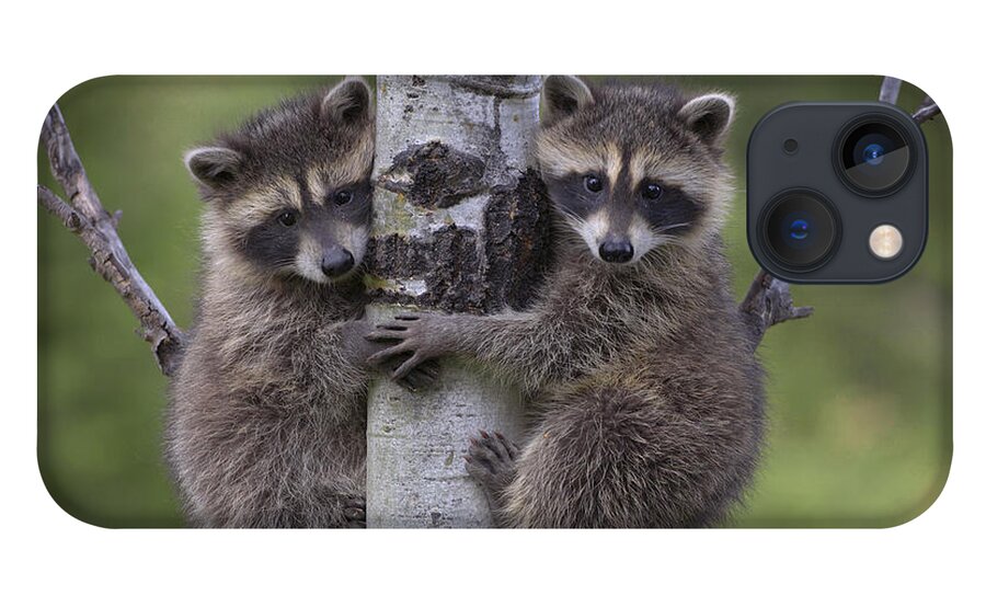00176520 iPhone 13 Case featuring the photograph Raccoon Two Babies Climbing Tree North by Tim Fitzharris