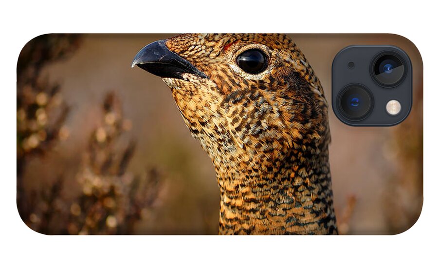 Red Grouse Portrait iPhone 13 Case featuring the photograph Red Grouse #1 by Gavin MacRae