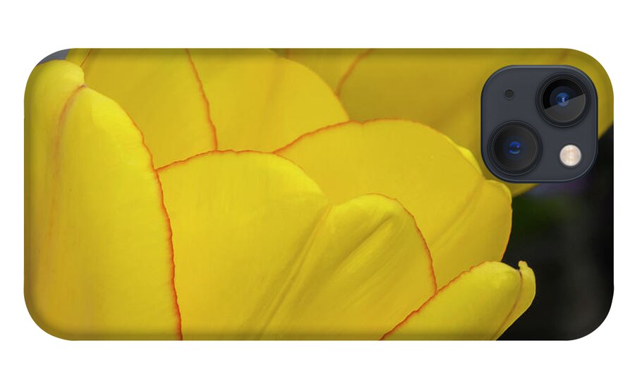 Tulips iPhone 13 Case featuring the photograph Yellow by Cathy Kovarik