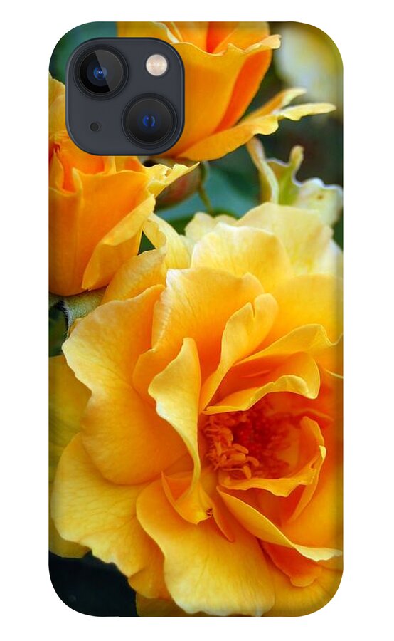 Flower iPhone 13 Case featuring the photograph Yellow Roses by Amy Fose