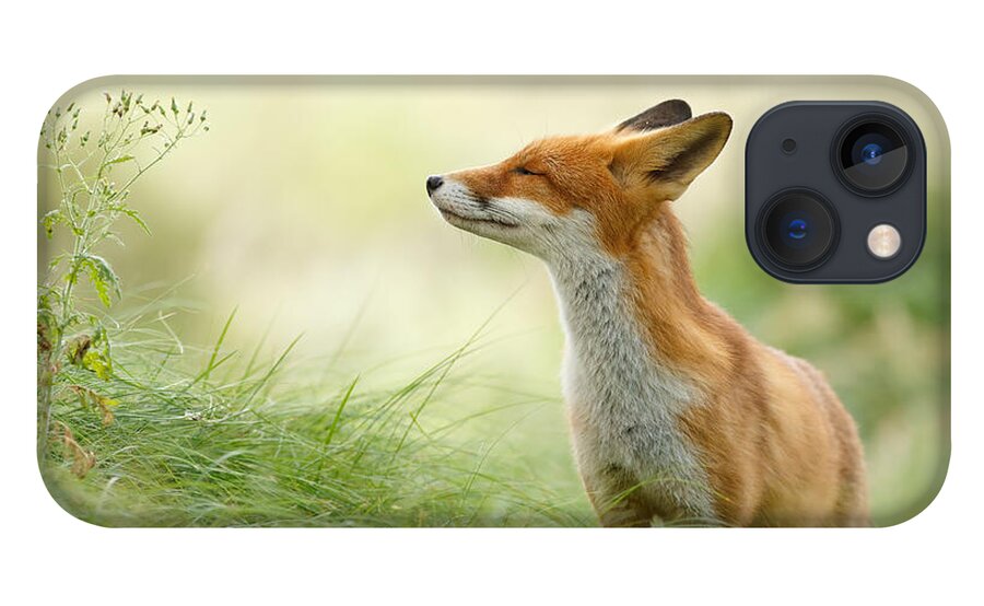 #faatoppicks iPhone 13 Case featuring the photograph Zen Fox Series - Zen Fox by Roeselien Raimond