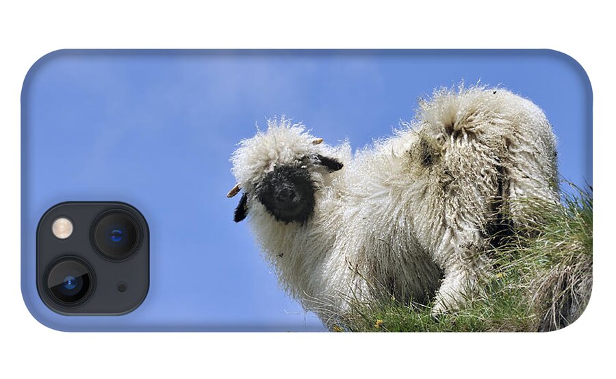 Walliser Schwarznase iPhone 13 Case featuring the photograph Valais Blacknose Sheep by Arterra Picture Library