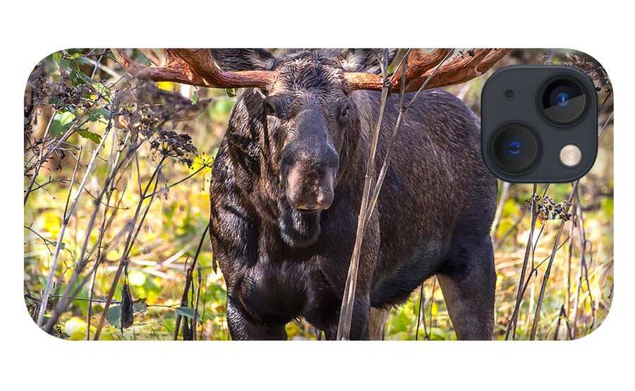 Sam Amato Photography iPhone 13 Case featuring the photograph Alaskan Bull Moose #2 by Sam Amato