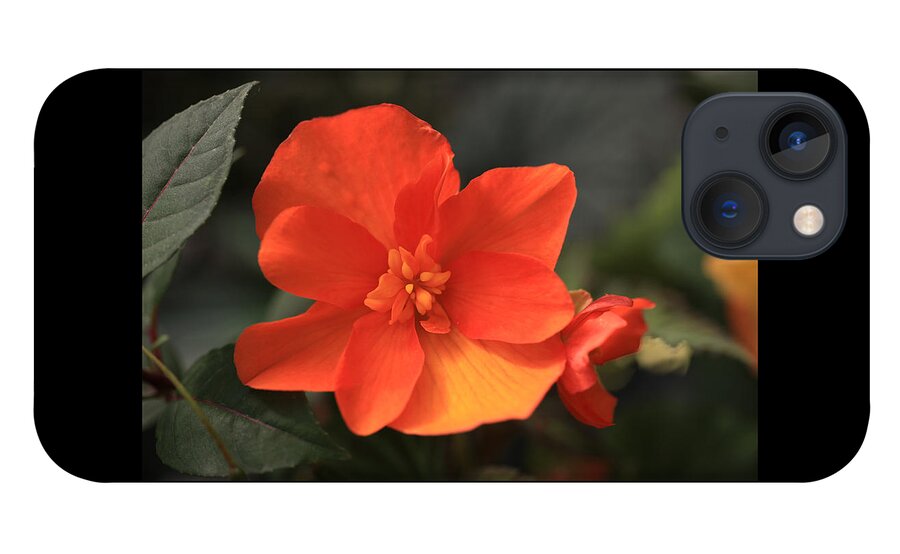 Flower iPhone 13 Case featuring the photograph Begonia by Tammy Pool