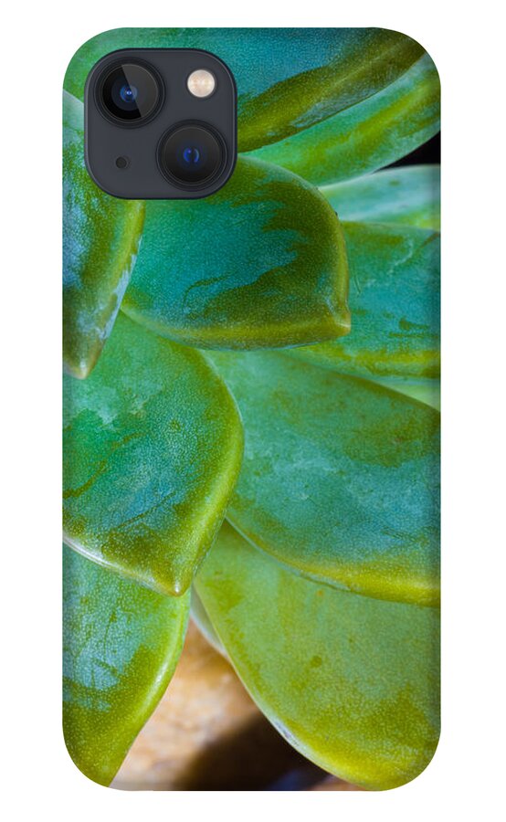 Beautiful iPhone 13 Case featuring the photograph Blue Pearl Plant by Raul Rodriguez