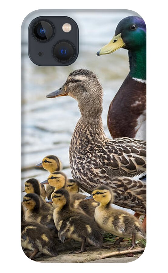 Mallard iPhone 13 Case featuring the photograph Mallard Family by Holden The Moment
