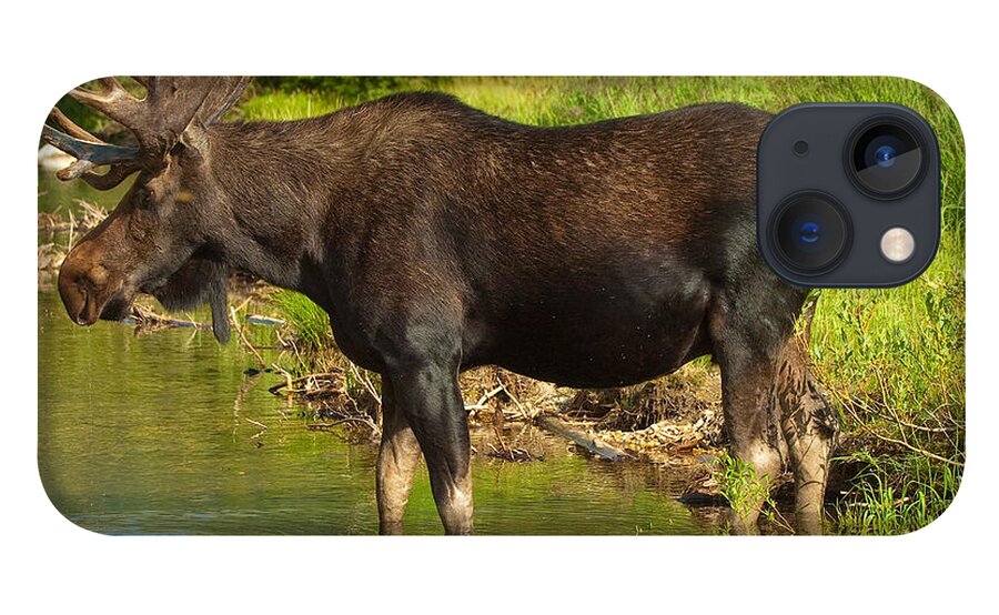 Bull Moose iPhone 13 Case featuring the photograph Moose #2 by Sebastian Musial