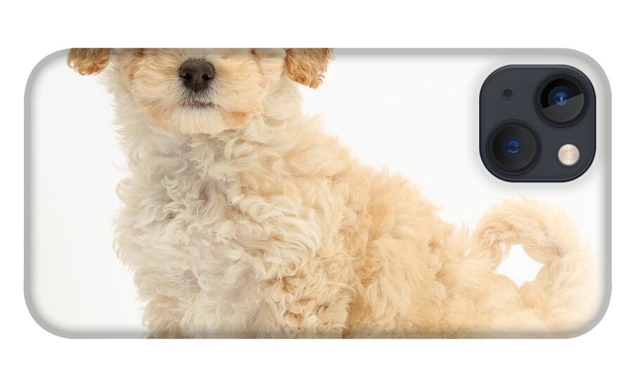 Poochon Puppy iPhone 13 Case featuring the photograph Poochon Puppy #2 by Mark Taylor