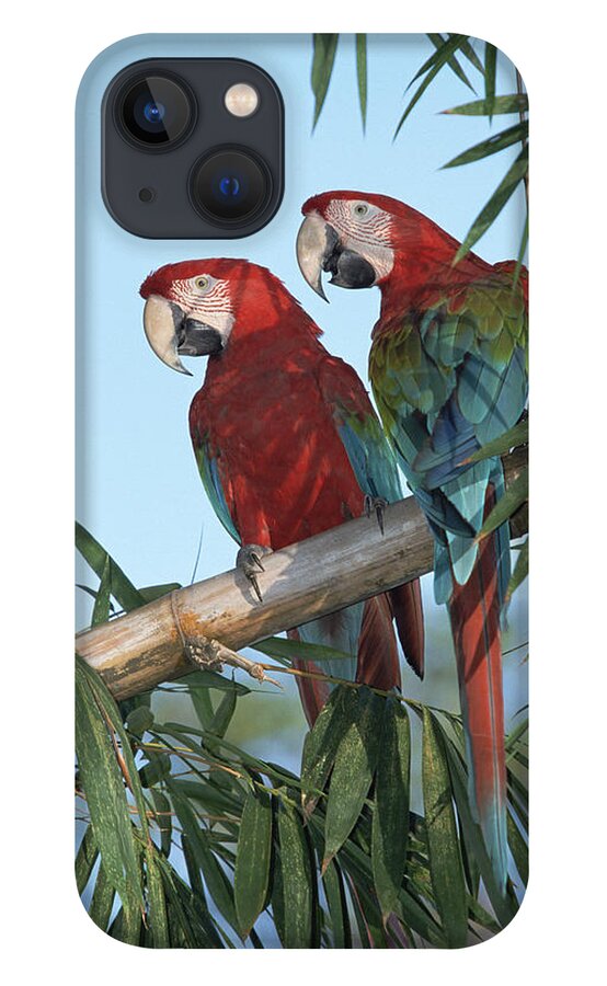 Mp iPhone 13 Case featuring the photograph Red And Green Macaw Ara Chloroptera #2 by Konrad Wothe