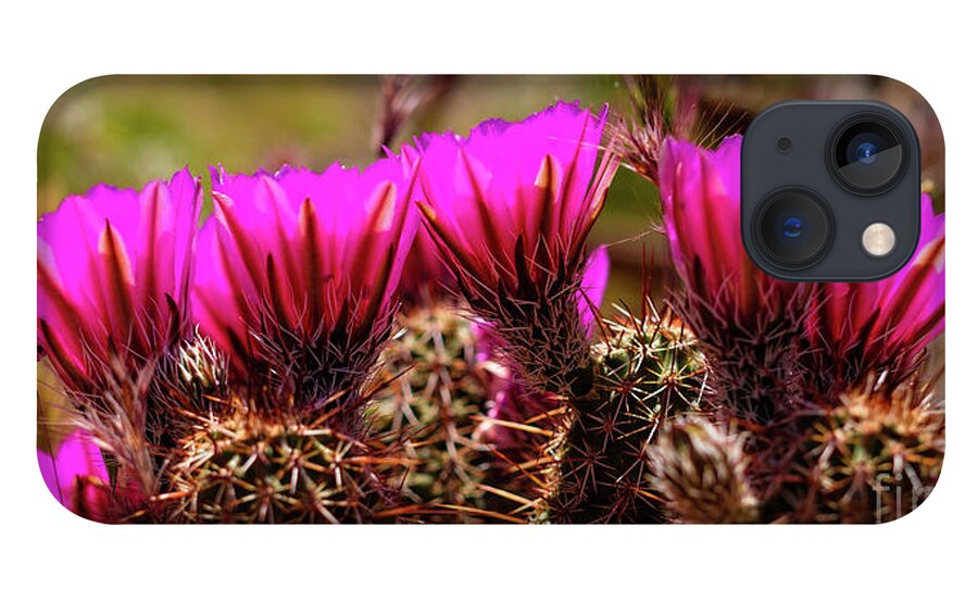 Arizona iPhone 13 Case featuring the photograph Sedona Cactus Flower #2 by Raul Rodriguez