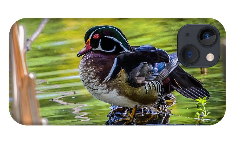 Wood Duck iPhone 13 Case featuring the photograph Wood Duck by Jerry Cahill