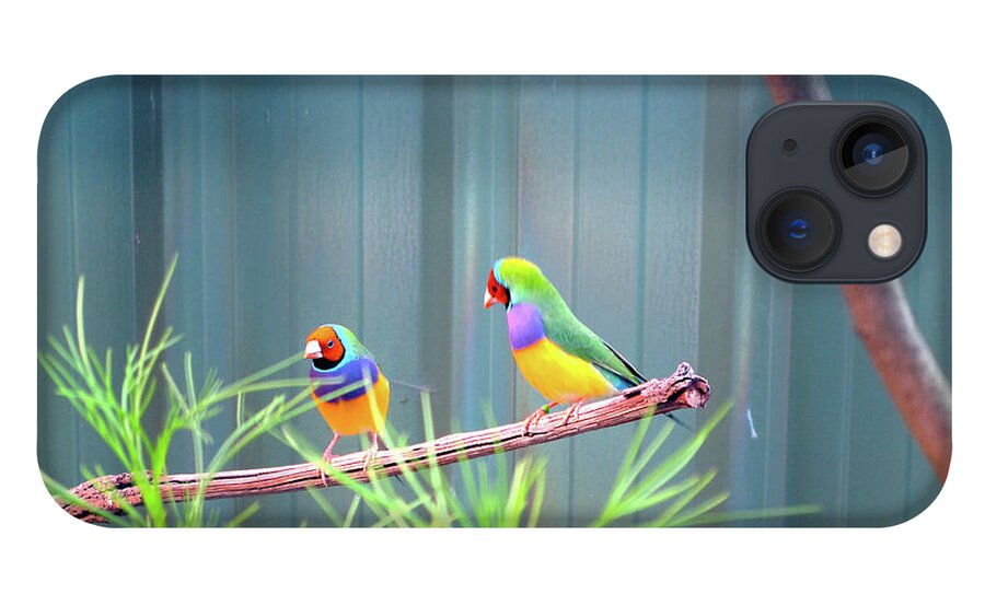 Lovebirds iPhone 13 Case featuring the photograph Aussie Rainbow Lovebirds by Kathy Corday