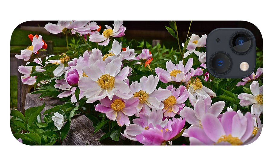 Peonies iPhone 13 Case featuring the photograph 2015 Summer's Eve Neighborhood Garden Front Yard Peonies 4 by Janis Senungetuk