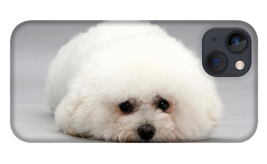 Dog iPhone 13 Case featuring the photograph Bichon Frise by Jane Burton