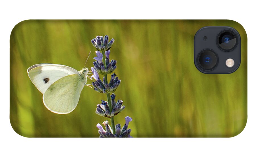 Animal iPhone 13 Case featuring the photograph Pieris brassicae, the large white, also called cabbage butterfly by Amanda Mohler