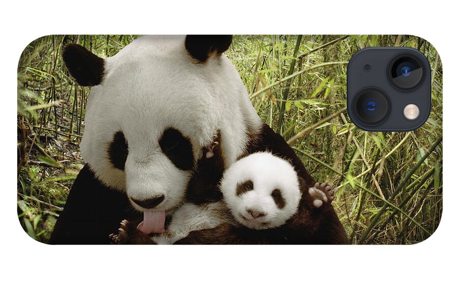 Mp iPhone 13 Case featuring the photograph Giant Panda Ailuropoda Melanoleuca #9 by Katherine Feng