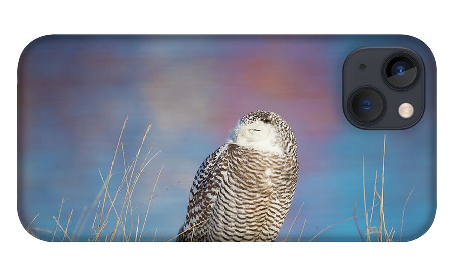 Snowy Owl Snowyowl Owls Colorful Water Atlantic Ocean Providence Ri Rhode Island New England Newengland Outside Outdoors Nature Natural Wild Life Wildlife Reflections Water Sea Seaside Snow Closeup Bird Ornithology iPhone 13 Case featuring the photograph A Colorful Snowy Owl by Brian Hale