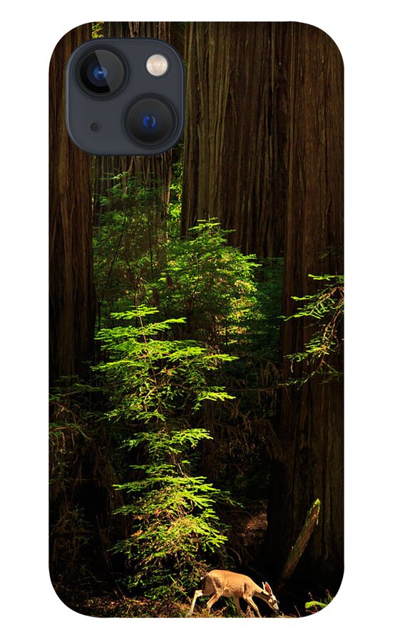 Deer iPhone 13 Case featuring the photograph A Deer In The Redwoods by James Eddy