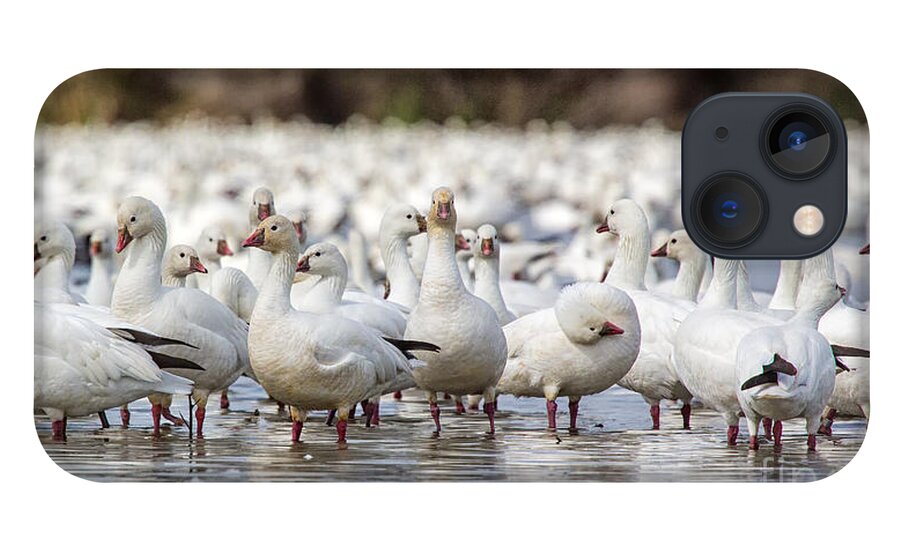 Geese iPhone 13 Case featuring the photograph A Gaggle Of Geese by Mimi Ditchie