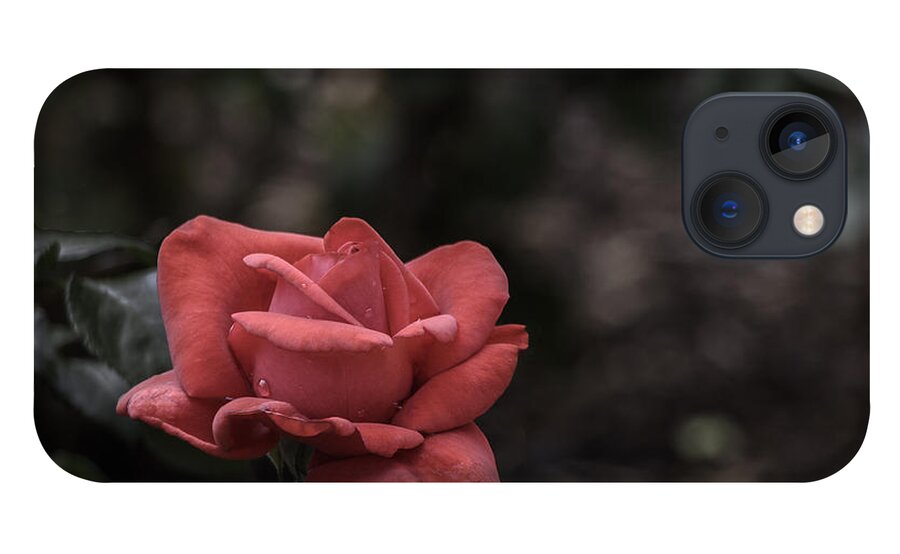 Rose iPhone 13 Case featuring the photograph A Red Beauty by Ed Clark