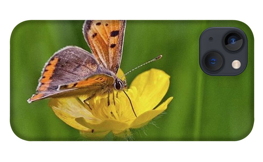 Insect iPhone 13 Case featuring the photograph A Small Copper Butterfly (lycaena by John Edwards