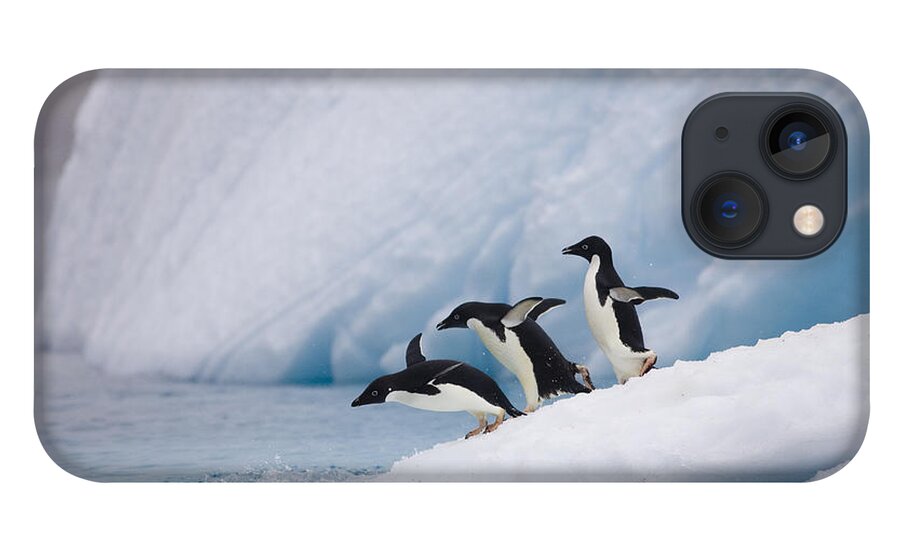007651815 iPhone 13 Case featuring the photograph Adelie Penguin Trio Diving by Suzi Eszterhas