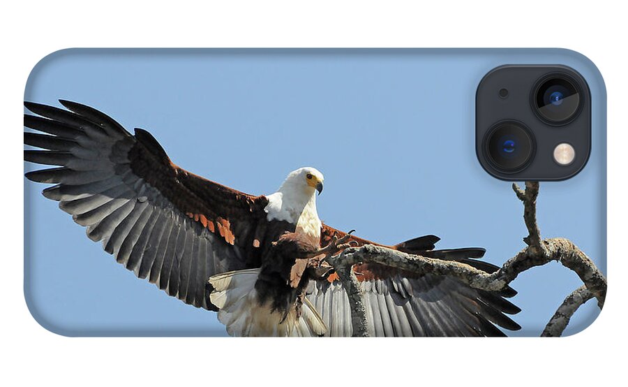 Africa iPhone 13 Case featuring the photograph African Fish Eagle by Ted Keller