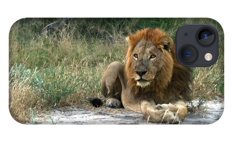 Karen Zuk Rosenblatt Art And Photography iPhone 13 Case featuring the photograph African Lion by Karen Zuk Rosenblatt