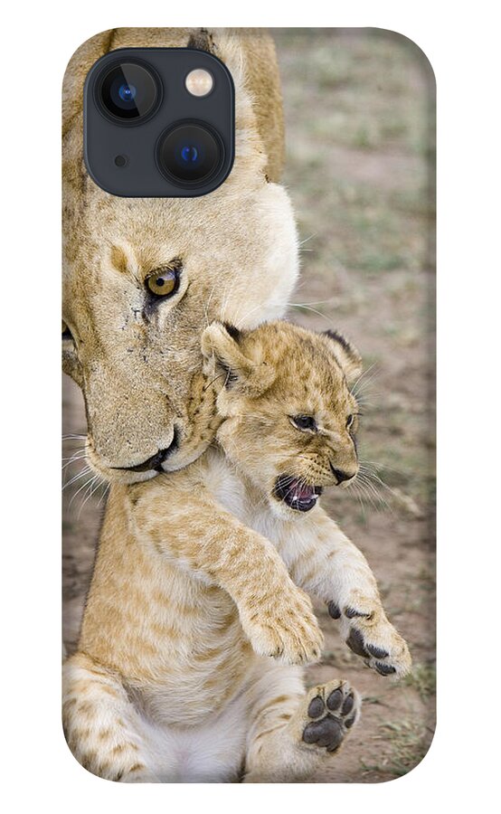 00761319 iPhone 13 Case featuring the photograph African Lion Mother Picking Up Cub by Suzi Eszterhas