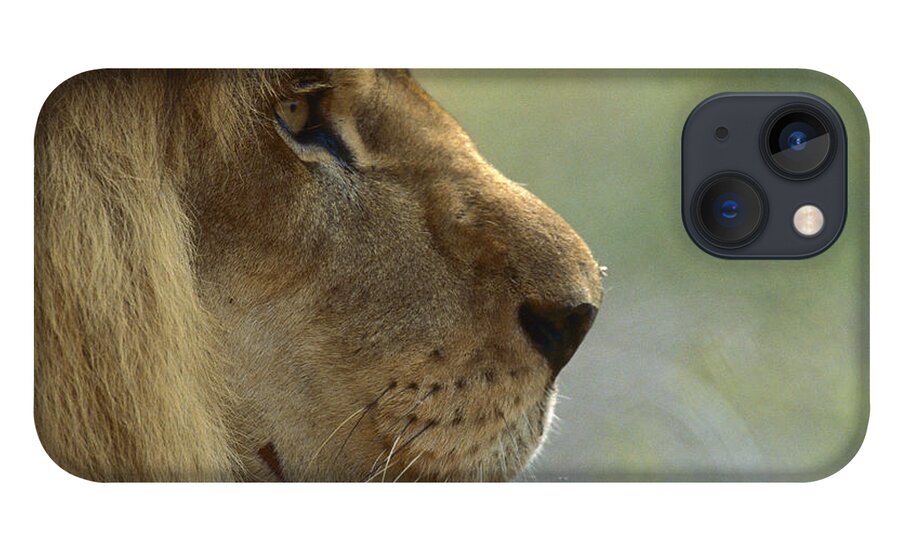 Mp iPhone 13 Case featuring the photograph African Lion Panthera Leo Male Portrait by Zssd
