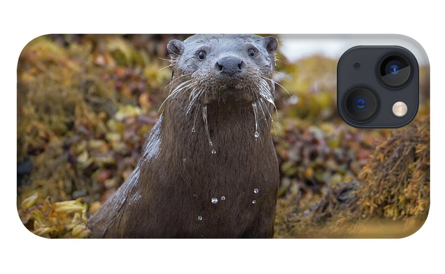 Otter iPhone 13 Case featuring the photograph Alert Female Otter by Pete Walkden