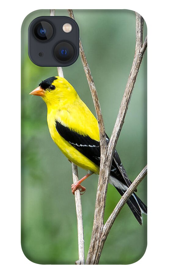 American Goldfinch iPhone 13 Case featuring the photograph American Goldfinch  by Holden The Moment
