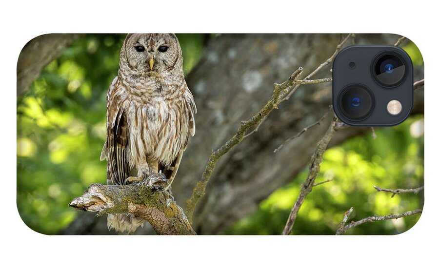 Energy iPhone 13 Case featuring the photograph An Owl's Gaze by Scott Bean
