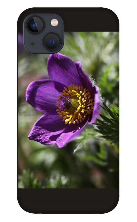 Flower iPhone 13 Case featuring the photograph Fuzzy Purple Anemone Pulsatilla Vulgaris by Tammy Pool