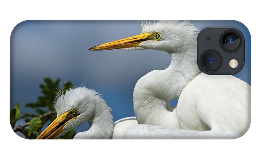 Egret iPhone 13 Case featuring the photograph Anxiously Waiting by Christopher Holmes