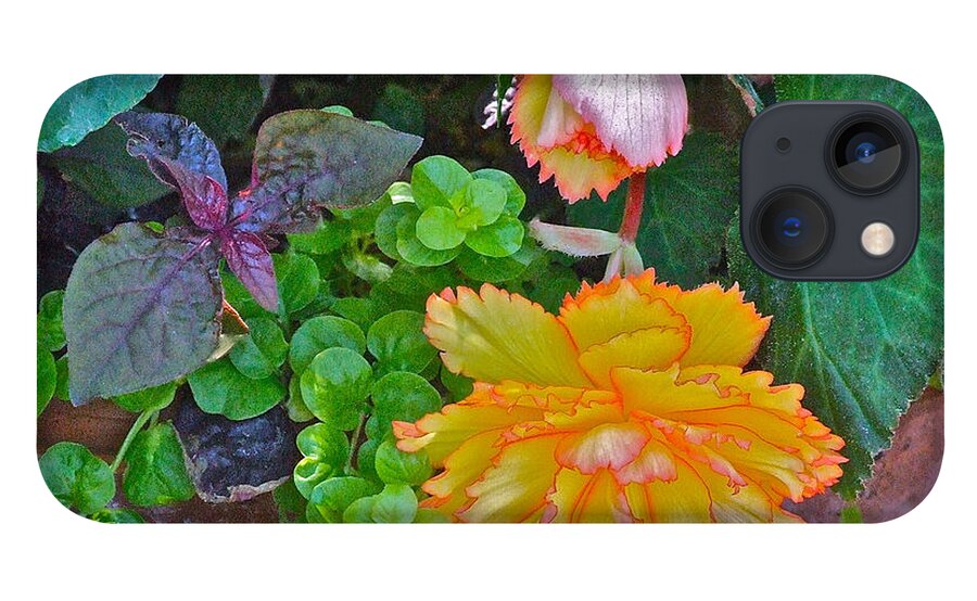 Begonia. Garden Flower iPhone 13 Case featuring the photograph Apricot Begonia 3 by Janis Senungetuk